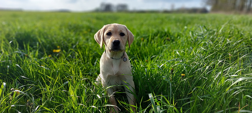 Cute Yellow Labrador Puppy Sitting in Green Grass Field
