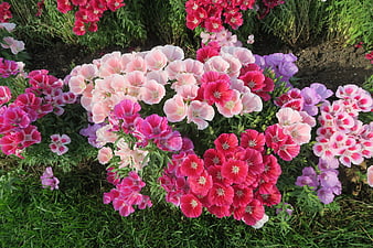Colorful Pink and Purple Dianthus Flowers in Garden