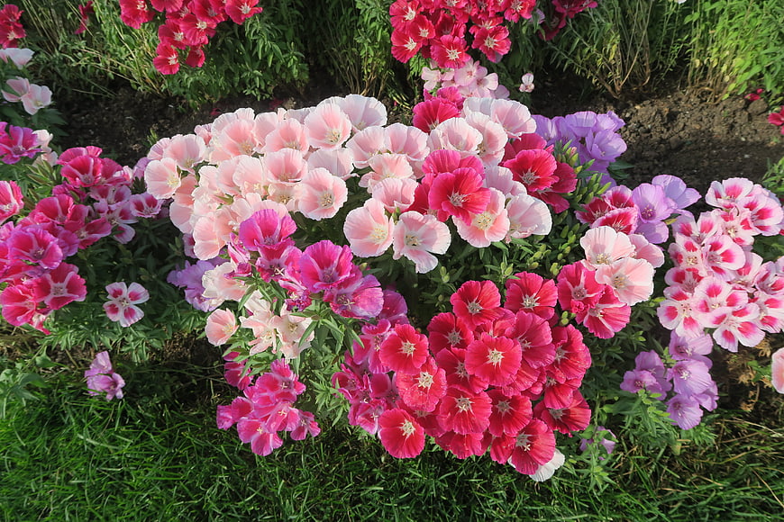 Colorful Pink and Purple Dianthus Flowers in Garden