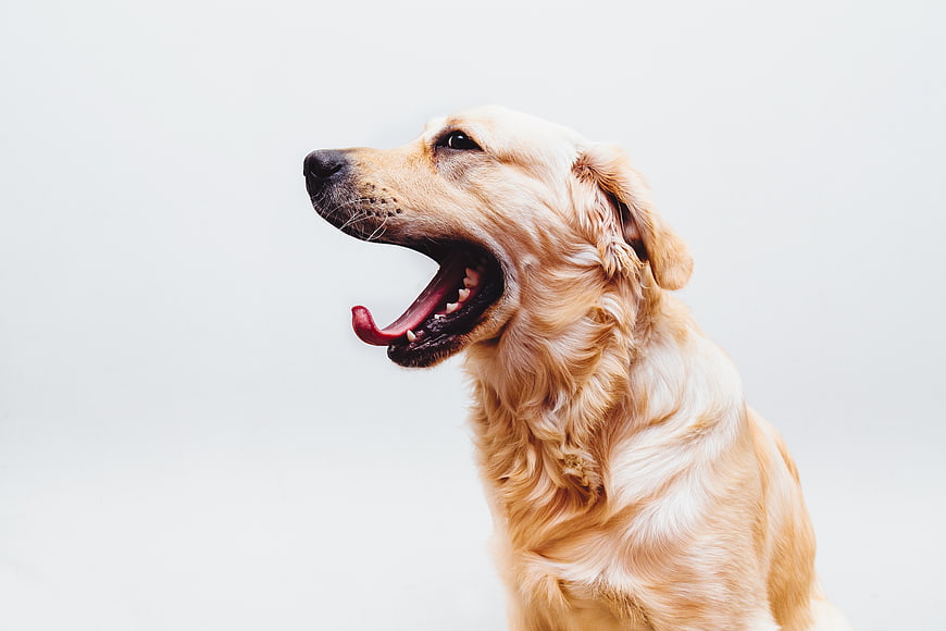 Golden Retriever Yawning with Tongue Out on White Background