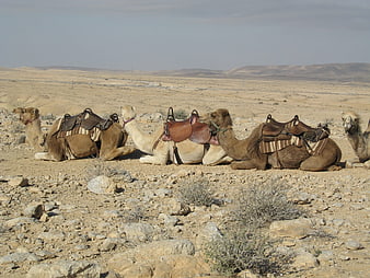 Saddled Camels Resting in Arid Desert Landscape