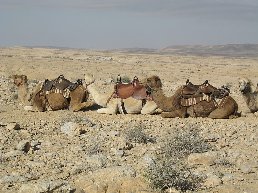 Saddled Camels Resting in Arid Desert Landscape