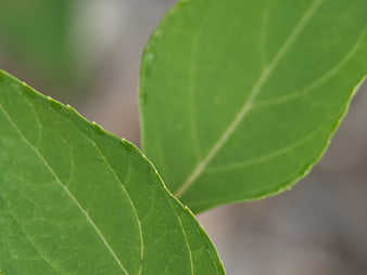 Close-up of Green Leaves with Visible Veins and Texture