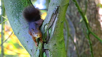 Red squirrel climbing mossy tree trunk in forest