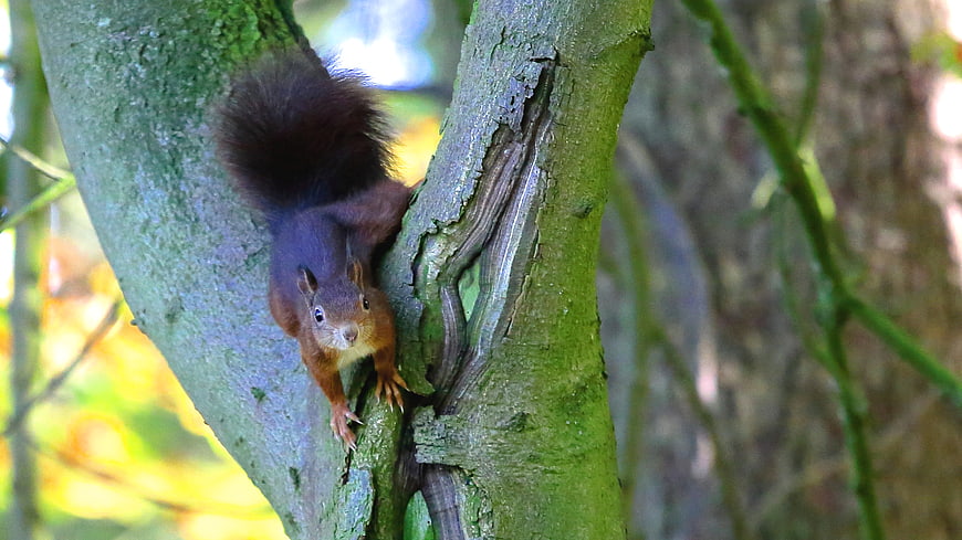 Red squirrel climbing mossy tree trunk in forest
