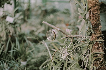 Vintage Compass Hanging on Branch in Lush Greenhouse
