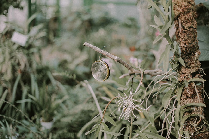 Vintage Compass Hanging on Branch in Lush Greenhouse