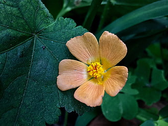 Close-up of yellow wildflower on green leaf