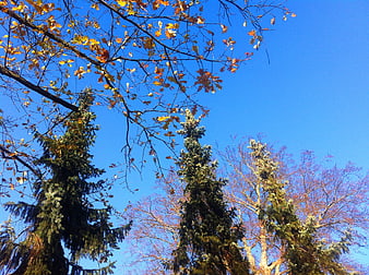 Autumn trees against a clear blue sky