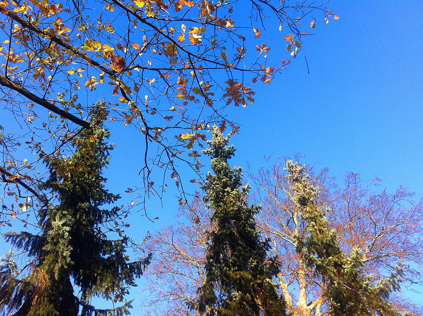 Autumn trees against a clear blue sky