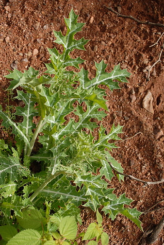 Spiky Green Plant Growing in Reddish Brown Soil