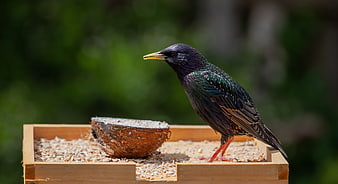 Male Starling on Wooden Bird Feeder with Coconut Shell