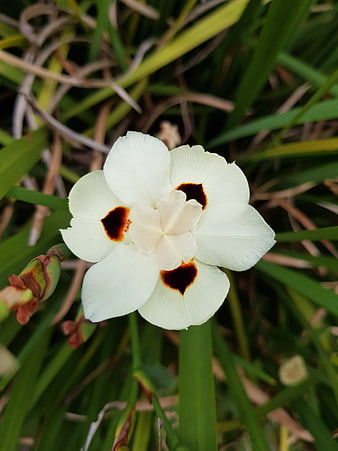 White Iris Flower with Dark Spots in Green Grass