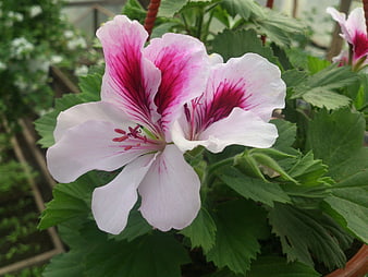 Close-up of pink and white geranium flower in greenhouse