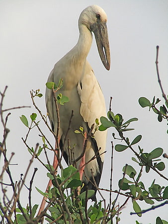 Asian Openbill Stork Perched on Mangrove Branches