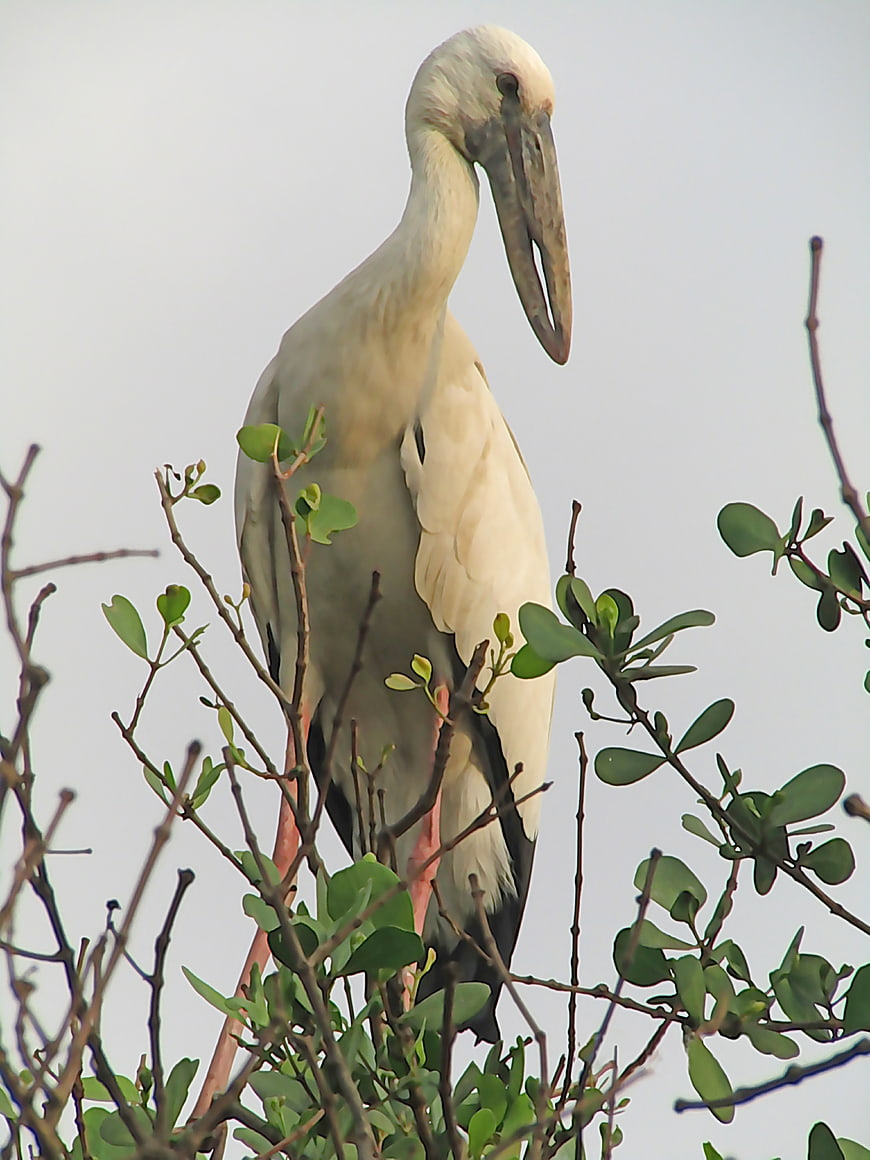 Asian Openbill Stork Perched on Mangrove Branches
