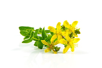 Yellow St. John's Wort Flowers With Green Leaves On White Background