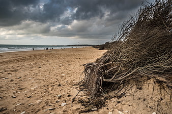 Dramatic Beach Landscape with Exposed Roots and Stormy Sky