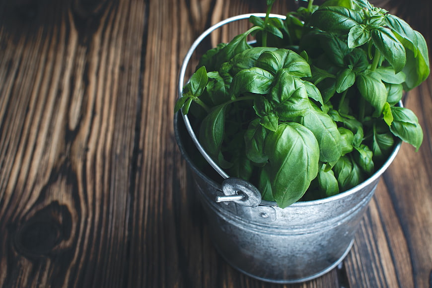 Fresh Basil Leaves in a Galvanized Metal Bucket on Wood