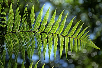 Vibrant Green Fern Frond Against Blurred Forest Background