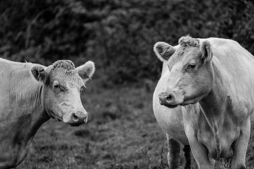 Black and white portrait of two white cows in a field