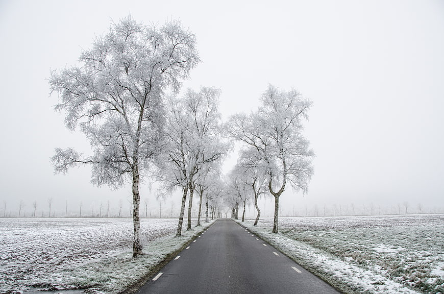 Frosty Winter Road Lined with Snow-Covered Trees