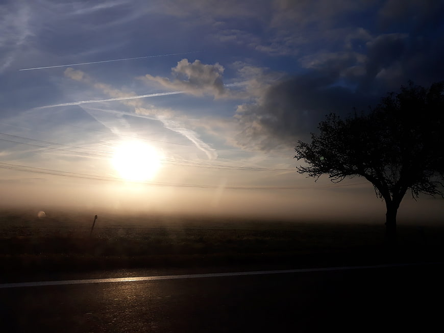 Silhouette of tree on foggy road at sunrise