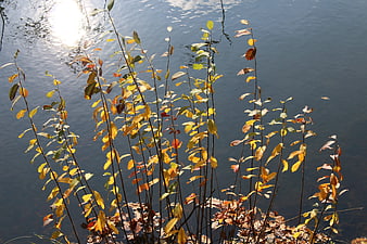 Autumn Willow Branches by Water