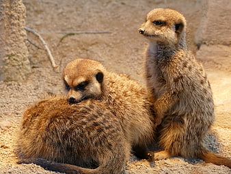 Cute Meerkats Resting and Standing in Sandy Habitat