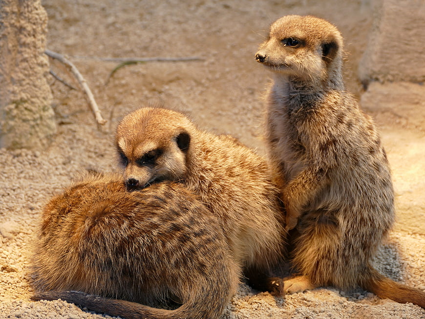 Cute Meerkats Resting and Standing in Sandy Habitat