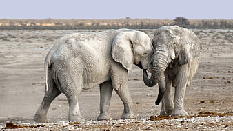 Two African Elephants Interacting in Arid Namibian Landscape