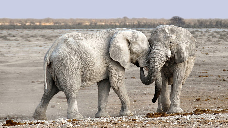 Two African Elephants Interacting in Arid Namibian Landscape