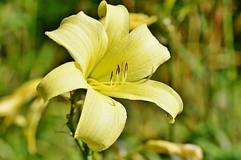 Close-up of a blooming yellow lily flower with green background