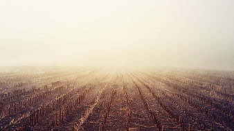 Foggy agricultural field with crop stubble rows at sunrise