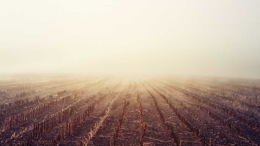 Foggy agricultural field with crop stubble rows at sunrise