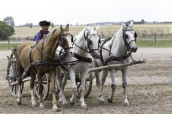 Three horses pulling a traditional cart with a driver in Hungary