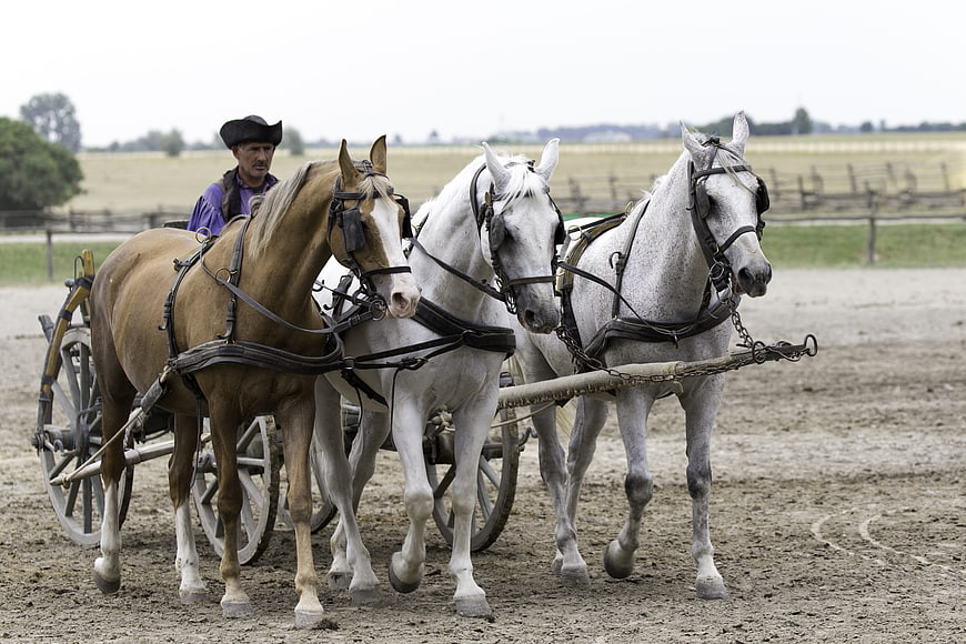 Three horses pulling a traditional cart with a driver in Hungary
