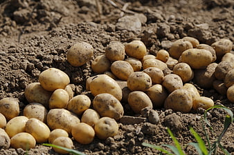 Freshly harvested potatoes in soil
