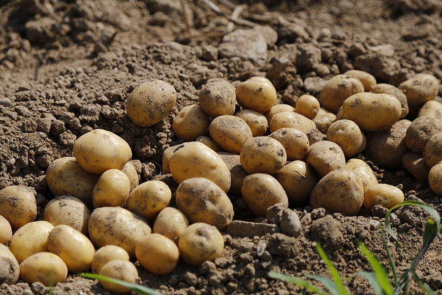 Freshly harvested potatoes in soil