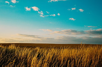Golden Wheat Field Under Blue Sky with Clouds