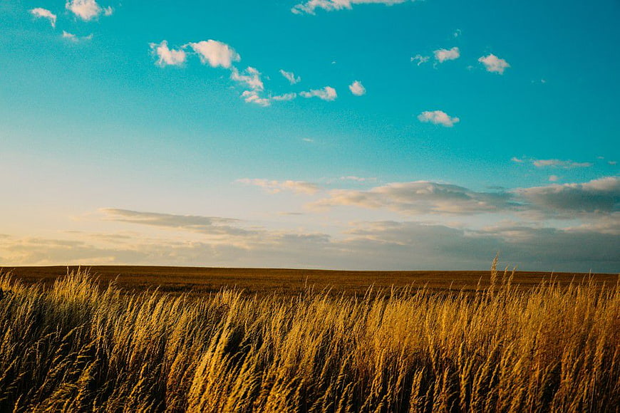 Golden Wheat Field Under Blue Sky with Clouds