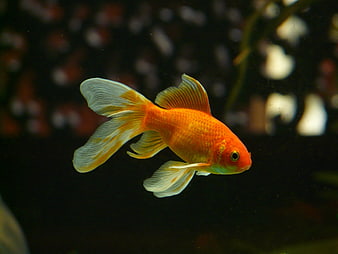 Orange Veiltail Goldfish Swimming in Dark Aquarium