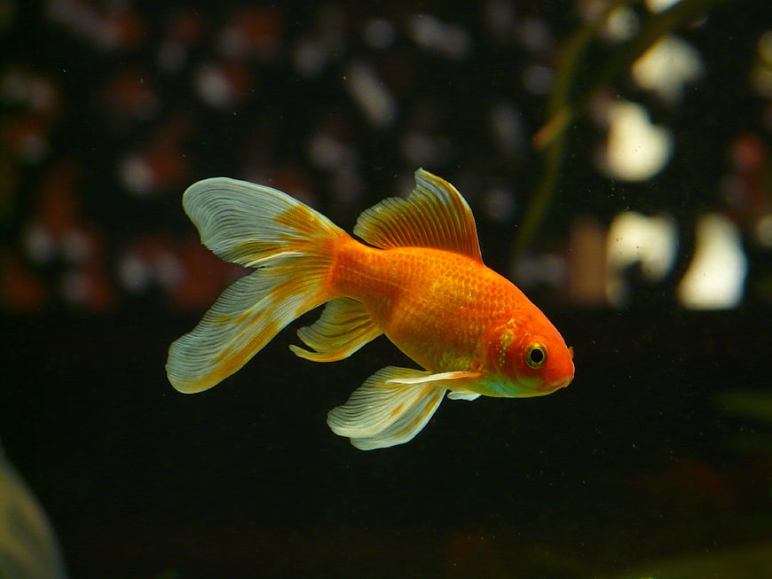 Orange Veiltail Goldfish Swimming in Dark Aquarium