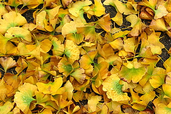 Yellow Ginkgo Leaves with Water Droplets on Asphalt