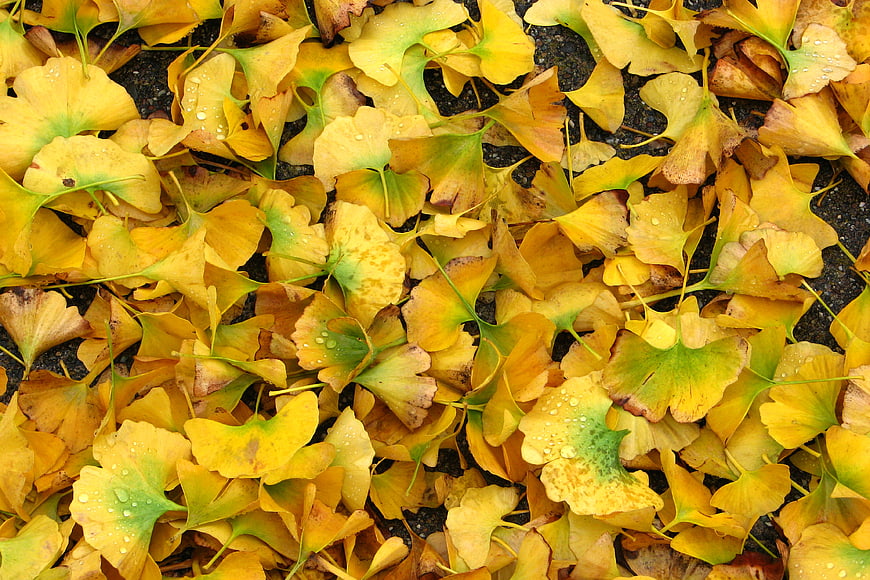 Yellow Ginkgo Leaves with Water Droplets on Asphalt