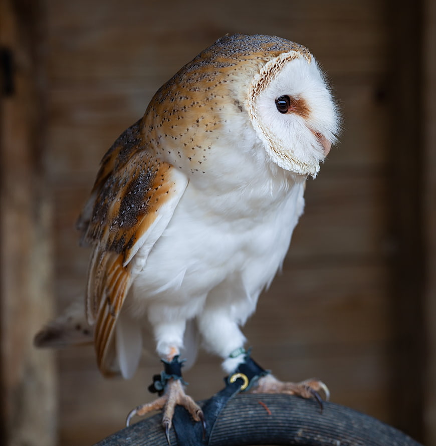 Close-up of a Barn Owl Perched on a Gloved Hand
