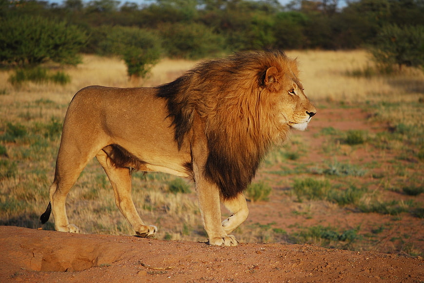 Male Lion Walking on Red Earth in African Savanna