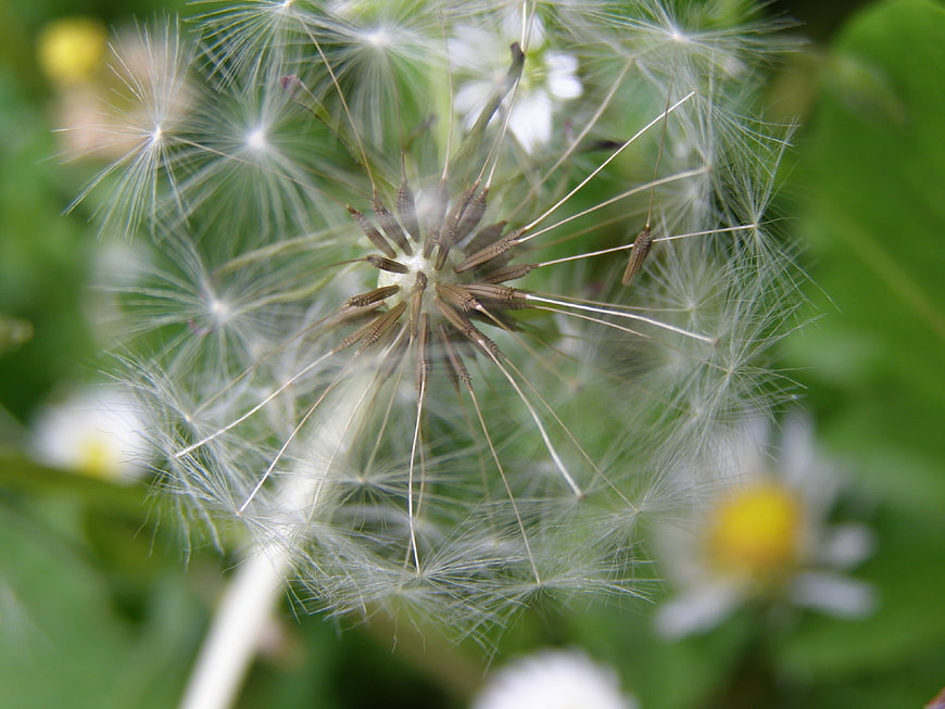 Close-up of a dandelion seed head with flying seeds