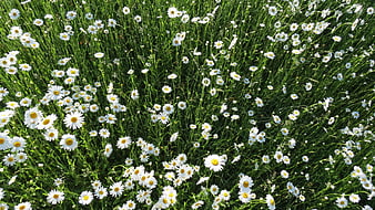 Overhead view of white daisies in green grass field
