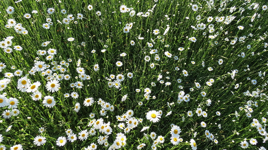 Overhead view of white daisies in green grass field